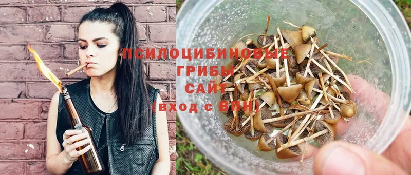 Псилоцибиновые грибы Psilocybe  Черкесск 